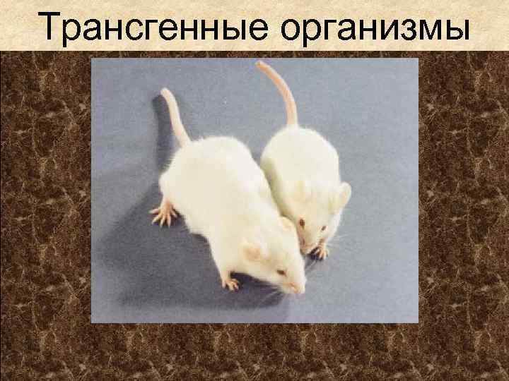 Трансгенные организмы 