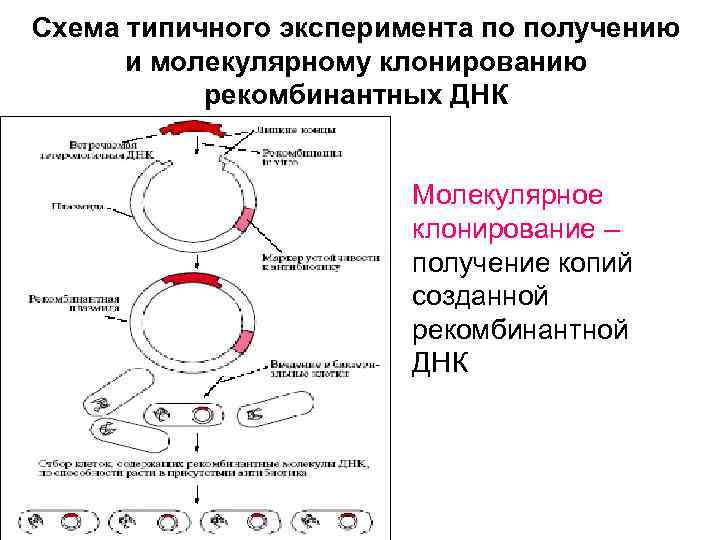 Молекулярное клонирование картинки