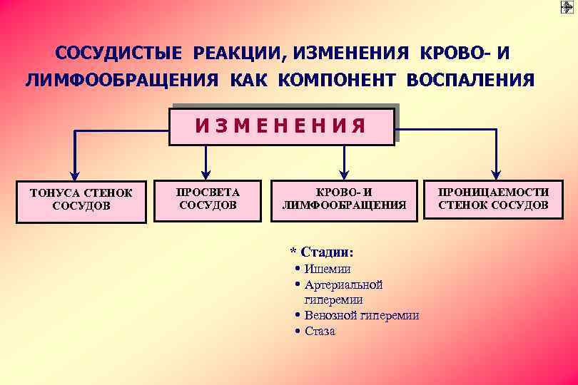 СОСУДИСТЫЕ РЕАКЦИИ, ИЗМЕНЕНИЯ КРОВО- И ЛИМФООБРАЩЕНИЯ КАК КОМПОНЕНТ ВОСПАЛЕНИЯ ИЗМЕНЕНИЯ ТОНУСА СТЕНОК СОСУДОВ ПРОСВЕТА
