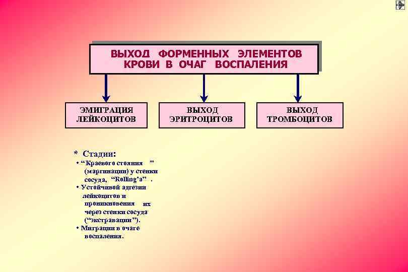 ВЫХОД ФОРМЕННЫХ ЭЛЕМЕНТОВ КРОВИ В ОЧАГ ВОСПАЛЕНИЯ ЭМИГРАЦИЯ ЛЕЙКОЦИТОВ * Стадии: • “ Краевого