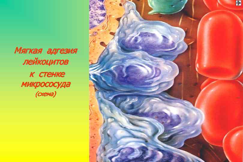 Мягкая адгезия лейкоцитов к стенке микрососуда (схема) 