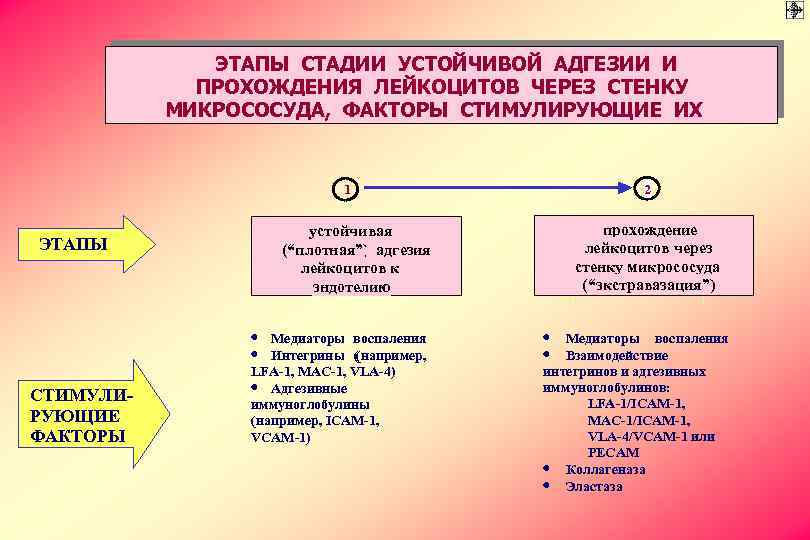 ЭТАПЫ СТАДИИ УСТОЙЧИВОЙ АДГЕЗИИ И ПРОХОЖДЕНИЯ ЛЕЙКОЦИТОВ ЧЕРЕЗ СТЕНКУ МИКРОСОСУДА, ФАКТОРЫ СТИМУЛИРУЮЩИЕ ИХ 1