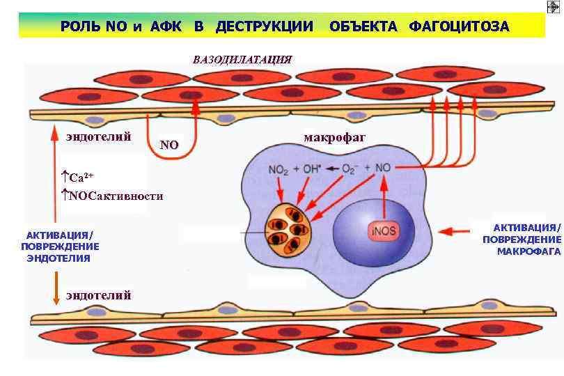 РОЛЬ NO и АФК В ДЕСТРУКЦИИ ОБЪЕКТА ФАГОЦИТОЗА ВАЗОДИЛАТАЦИЯ эндотелий NO макрофаг Са 2+