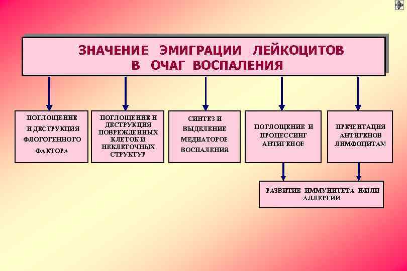 ЗНАЧЕНИЕ ЭМИГРАЦИИ ЛЕЙКОЦИТОВ В ОЧАГ ВОСПАЛЕНИЯ ПОГЛОЩЕНИЕ И ДЕСТРУКЦИЯ ФЛОГОГЕННОГО ФАКТОРА ПОГЛОЩЕНИЕ И ДЕСТРУКЦИЯ