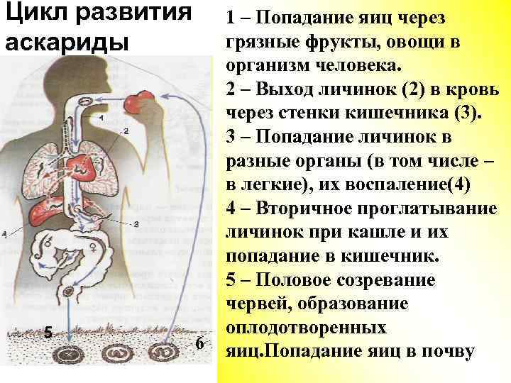 Цикл развития аскариды 5 6 1 – Попадание яиц через грязные фрукты, овощи в
