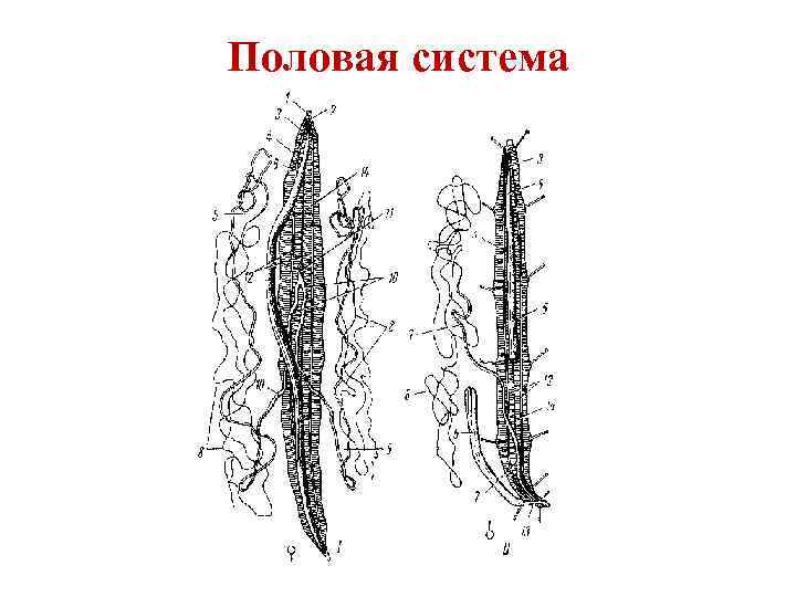 Круглые черви размножение. Половая система круглых червей. Тип половой системы круглых червей. Половая система у круглых червей какого типа. Половая система у червей волосатиков.