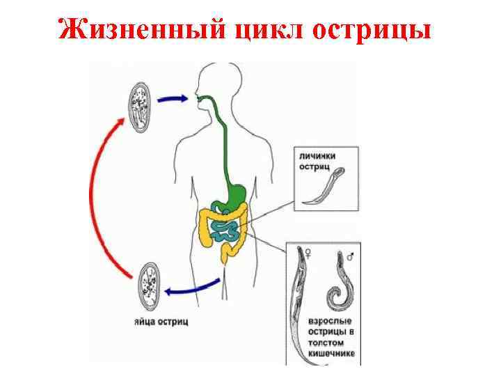 Жизненный цикл власоглава схема