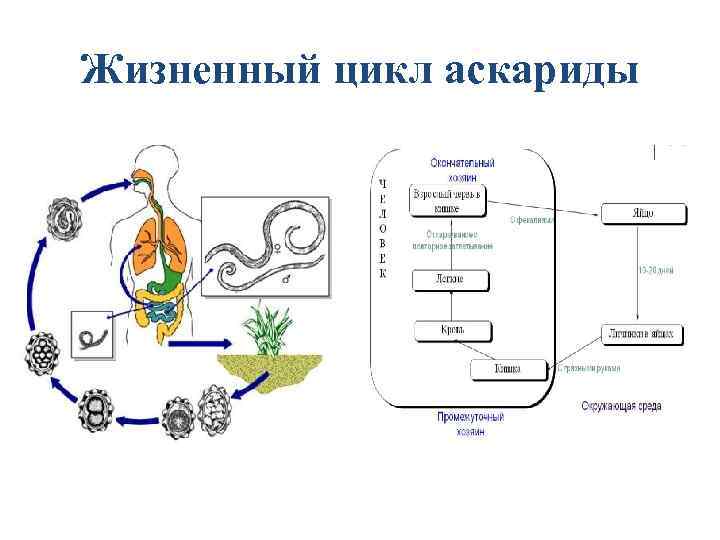 Жизненный цикл аскариды человеческой