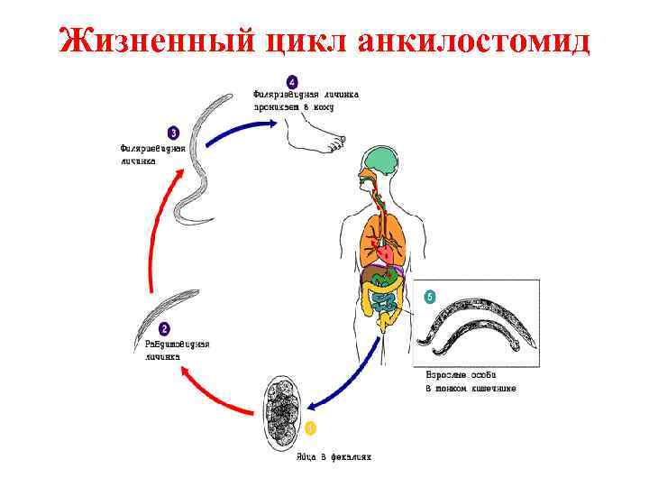 Стадия жизненного цикла червя. Цикл развития аскариды человеческой. Жизненный цикл аскариды человеческой. Жизненный цикл аскариды схема. Круглый червь цикл аскариды.