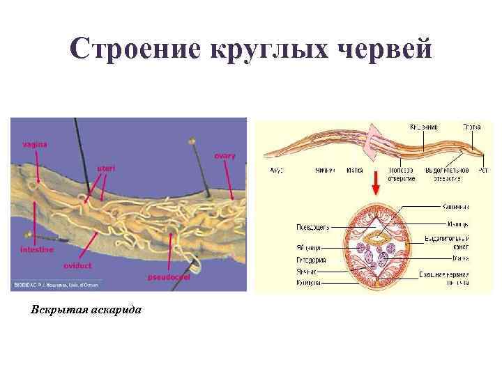 Строение аскариды