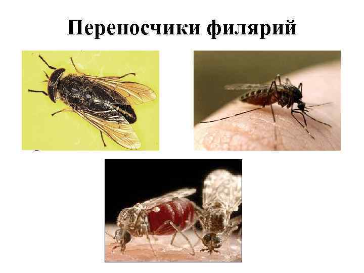 Переносчики филярий 