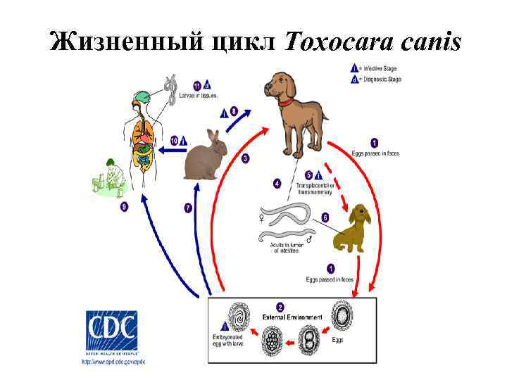 Жизненный цикл Toxocara canis 
