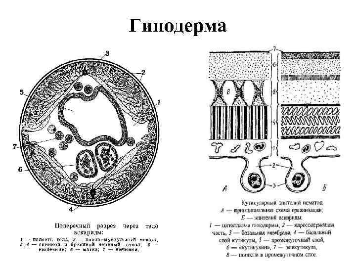 Стенка тела червей. Кожно мускульный мешок круглых червей червей. Валики гиподермы у круглых червей. Кожно мускульный мешок аскариды строение. Структуры кожно мускульного мешка аскариды.