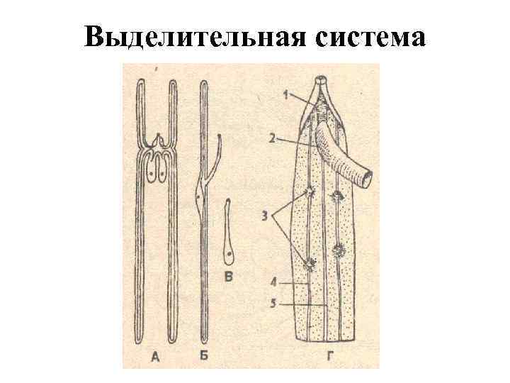 Выделительная система круглых червей