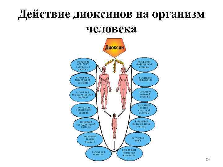 Действие диоксинов на организм человека 24 