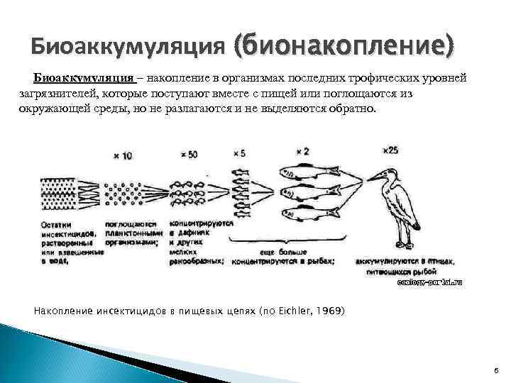 Биоаккумуляция (бионакопление) Биоаккумуляция – накопление в организмах последних трофических уровней загрязнителей, которые поступают вместе