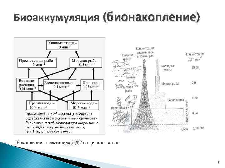 Биоаккумуляция (бионакопление) Накопление инсектицида ДДТ по цепи питания 7 