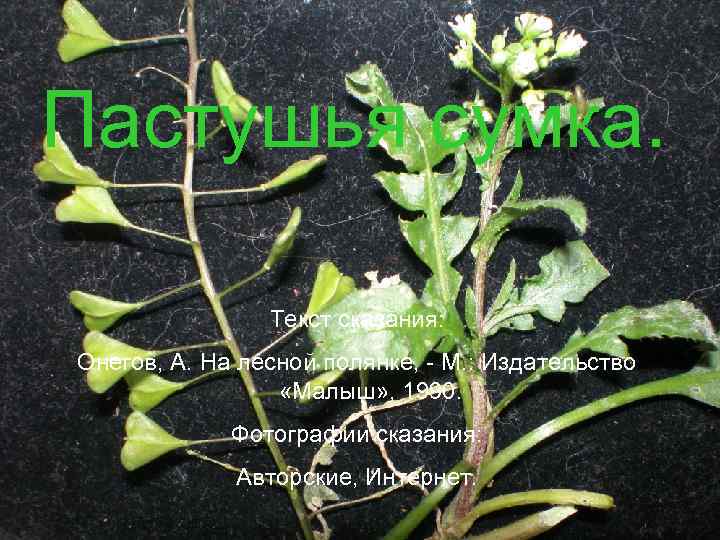 Пастушья сумка. Текст сказания: Онегов, А. На лесной полянке, - М. : Издательство «Малыш»