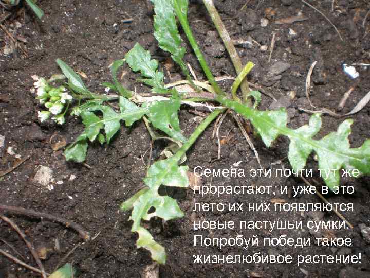  • Семена эти почти тут же прорастают, и уже в это лето их
