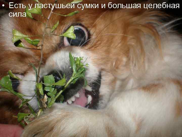  • Есть у пастушьей сумки и большая целебная сила 