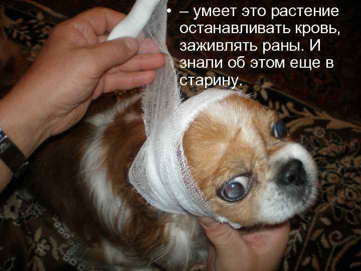  • – умеет это растение останавливать кровь, заживлять раны. И знали об этом