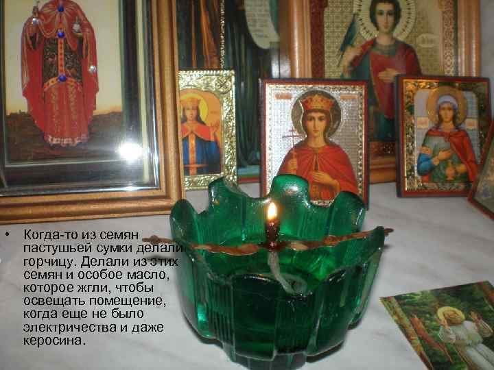  • Когда-то из семян пастушьей сумки делали горчицу. Делали из этих семян и