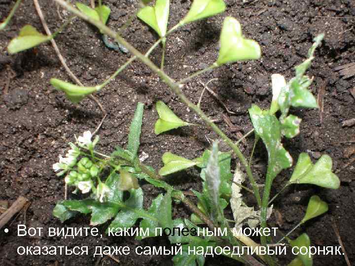  • Вот видите, каким полезным может оказаться даже самый надоедливый сорняк. 