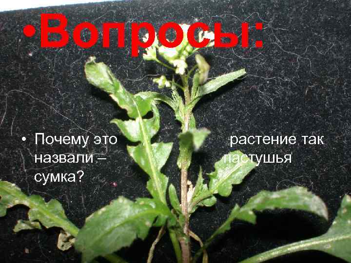  • Вопросы: • Почему это назвали – сумка? растение так пастушья 