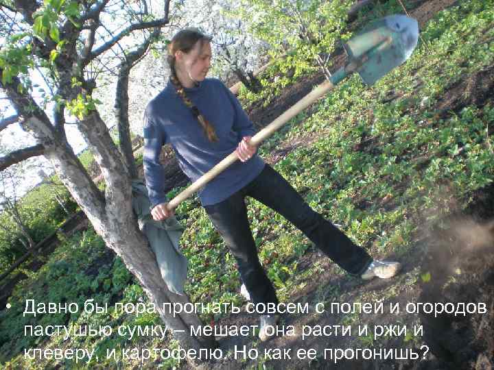  • Давно бы пора прогнать совсем с полей и огородов пастушью сумку –