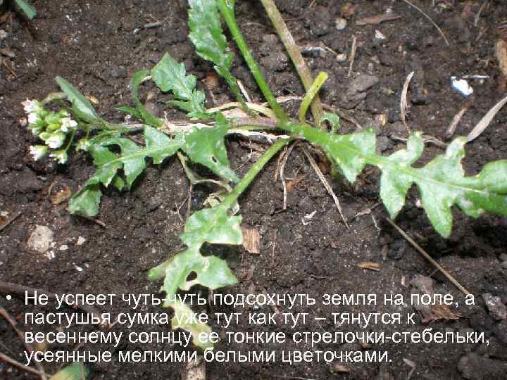  • Не успеет чуть-чуть подсохнуть земля на поле, а пастушья сумка уже тут