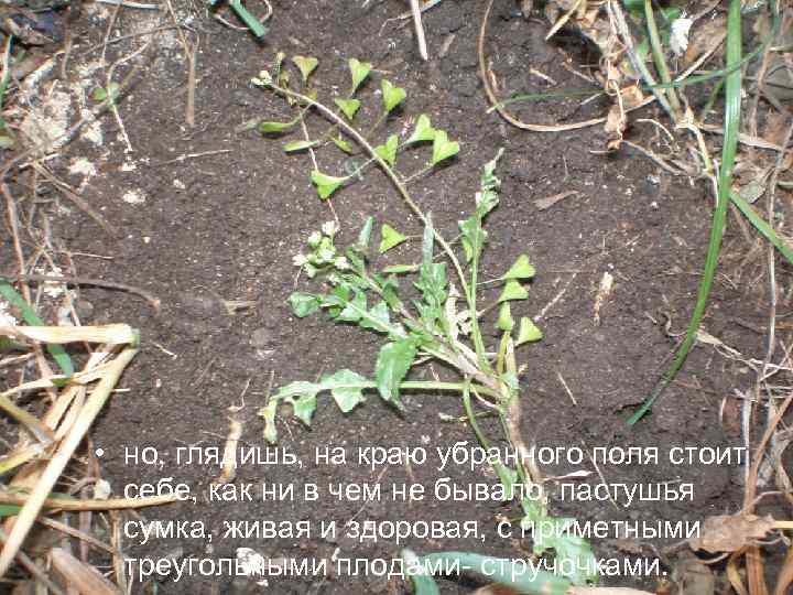  • но, глядишь, на краю убранного поля стоит себе, как ни в чем