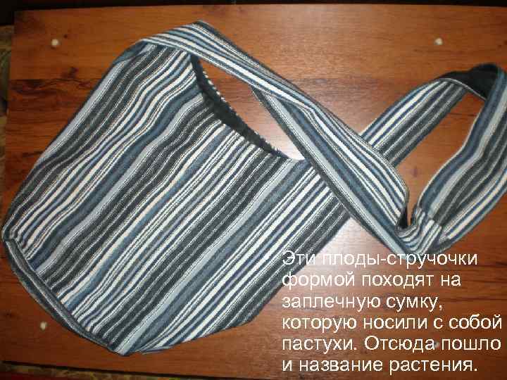  • Эти плоды-стручочки формой походят на заплечную сумку, которую носили с собой пастухи.
