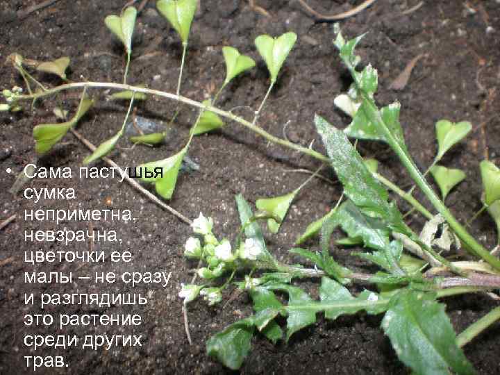  • Сама пастушья сумка неприметна, невзрачна, цветочки ее малы – не сразу и