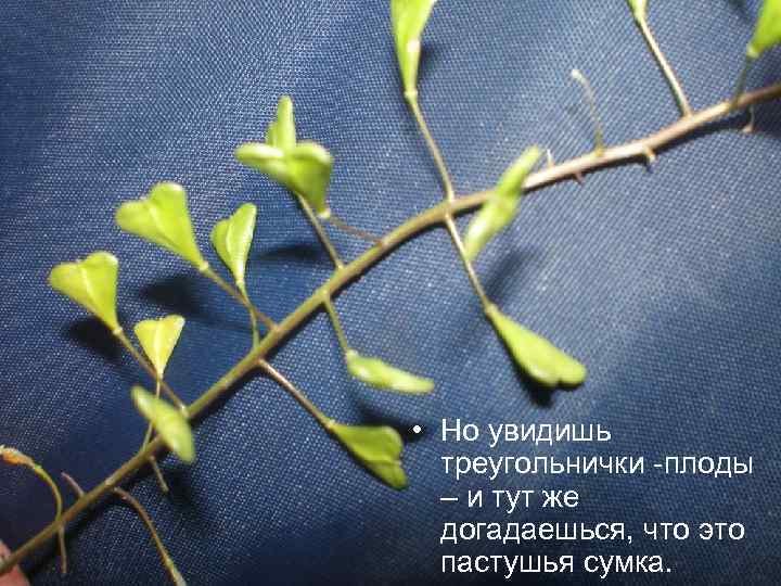  • Но увидишь треугольнички -плоды – и тут же догадаешься, что это пастушья