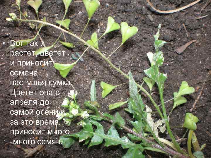  • Вот так и растет, цветет и приносит семена пастушья сумка. Цветет она