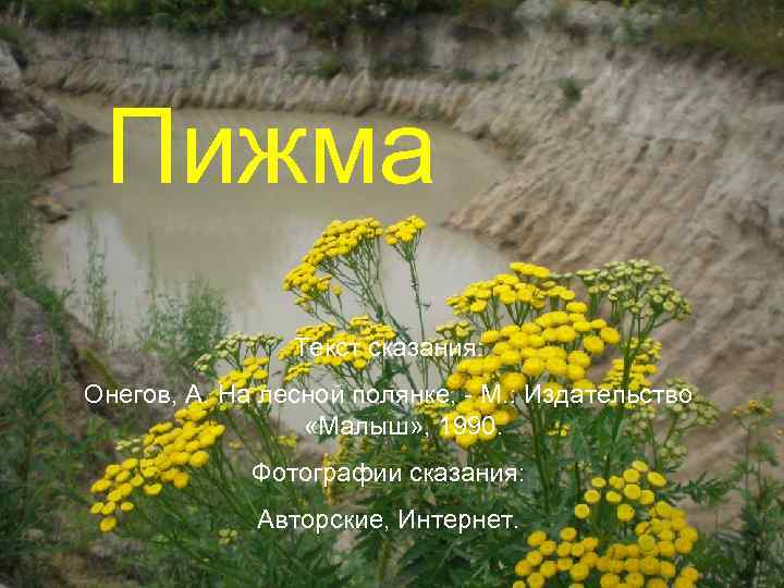 Пижма Текст сказания: Онегов, А. На лесной полянке, - М. : Издательство «Малыш» ,