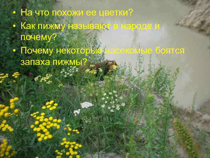  • На что похожи ее цветки? • Как пижму называют в народе и