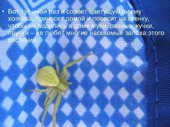  • Вот тут иной раз и сорвет цветущую пижму хозяйка, принесет домой и