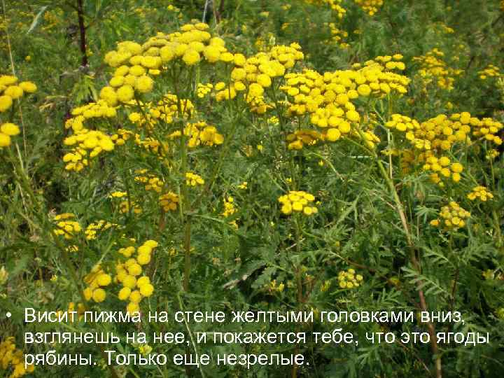  • Висит пижма на стене желтыми головками вниз, взглянешь на нее, и покажется