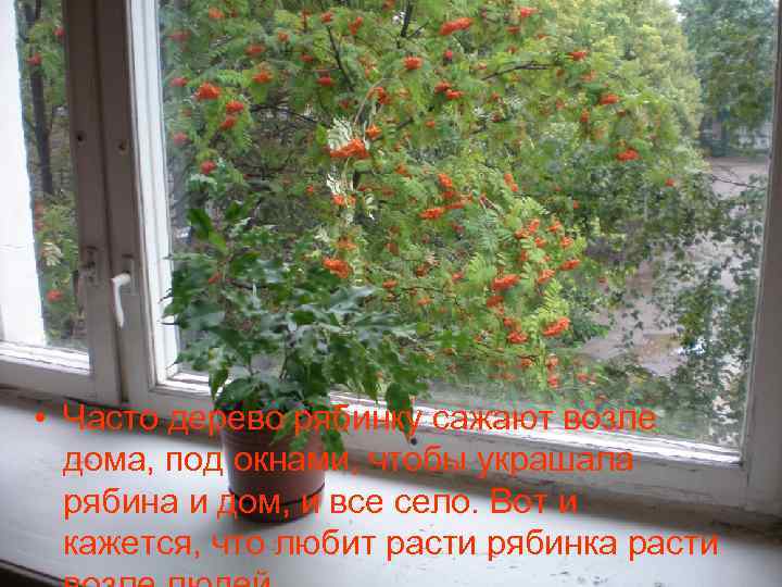  • Часто дерево рябинку сажают возле дома, под окнами, чтобы украшала рябина и