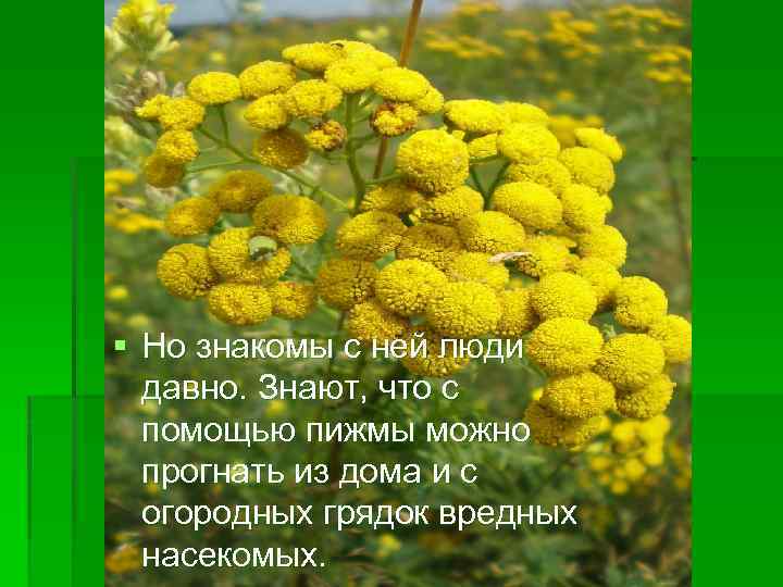 § Но знакомы с ней люди давно. Знают, что с помощью пижмы можно прогнать