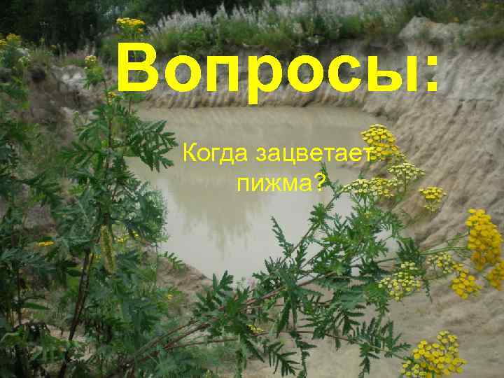 Вопросы: Когда зацветает пижма? 