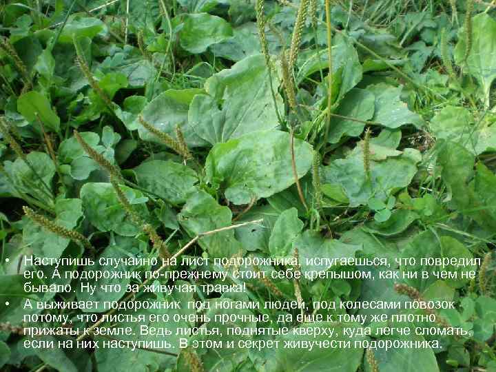  • Наступишь случайно на лист подорожника, испугаешься, что повредил его. А подорожник по-прежнему