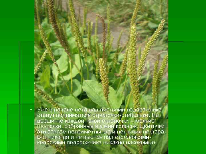 § Уже в начале лета над листьями подорожника станут подниматься стрелочки-стебельки. На вершинке каждой