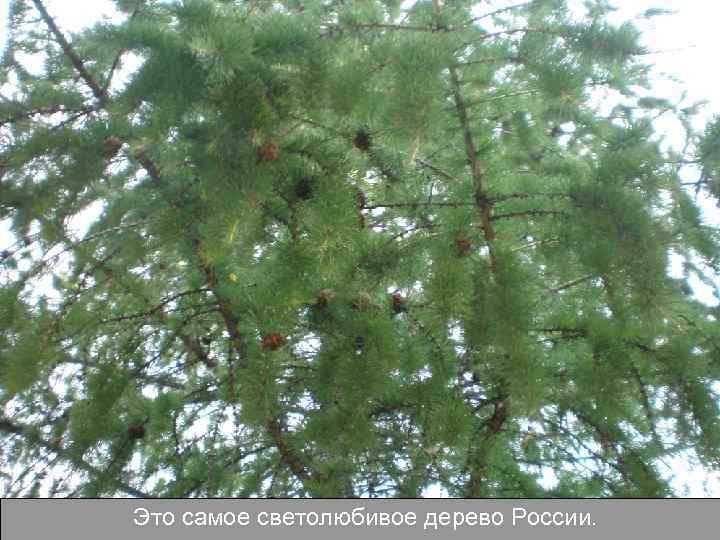 Это самое светолюбивое дерево России. 