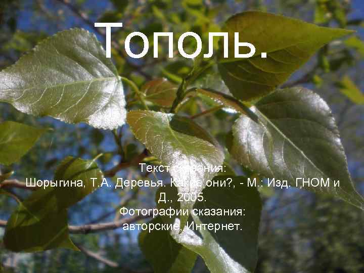 Тополь. Текст сказания: Шорыгина, Т. А. Деревья. Какие они? , - М. : Изд.