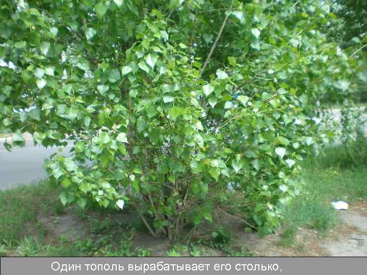 Один тополь вырабатывает его столько, 