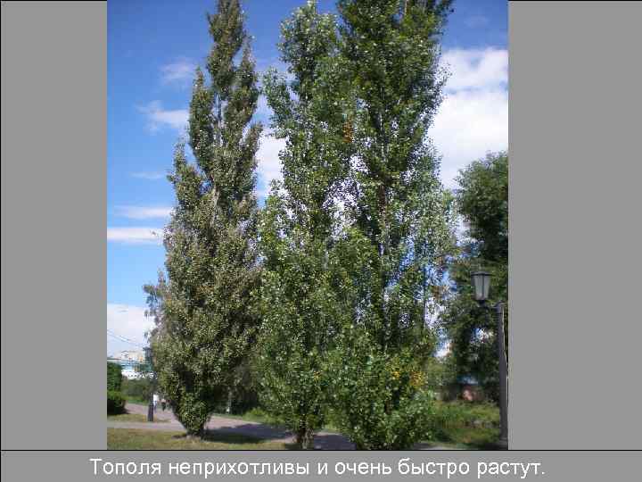 Тополя неприхотливы и очень быстро растут. 