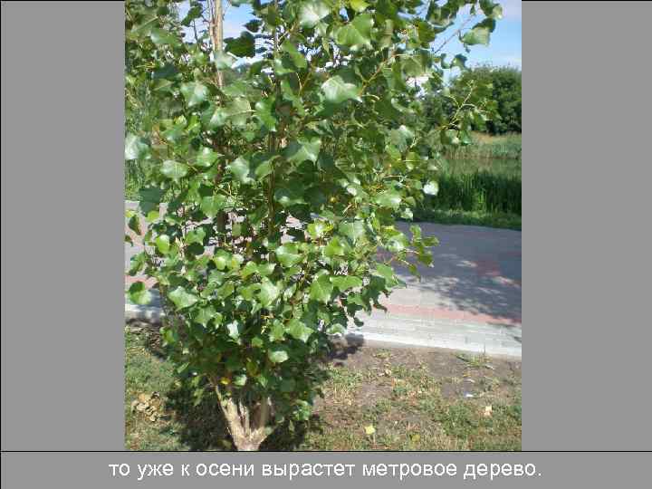 то уже к осени вырастет метровое дерево. 