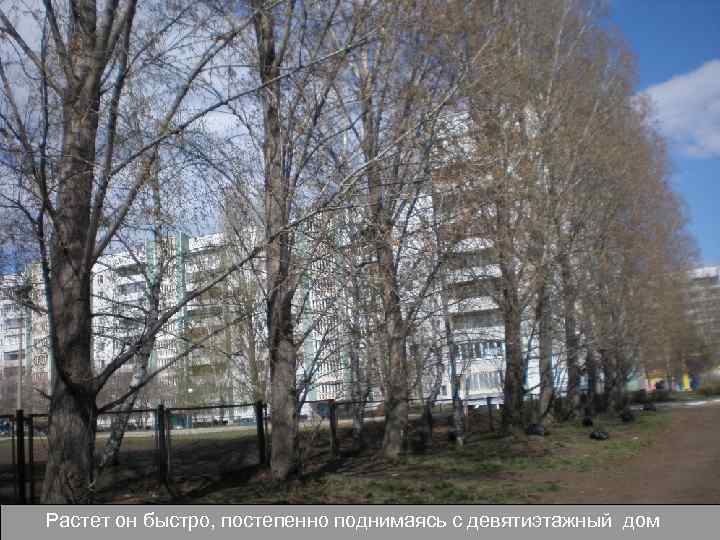 Растет он быстро, постепенно поднимаясь с девятиэтажный дом 